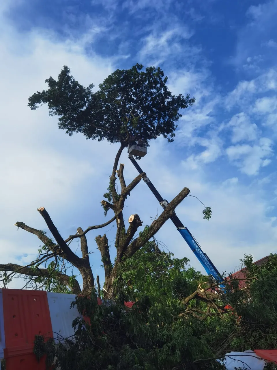 Tree Cutting Service
& Pruning