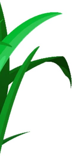 Decorative Shape
